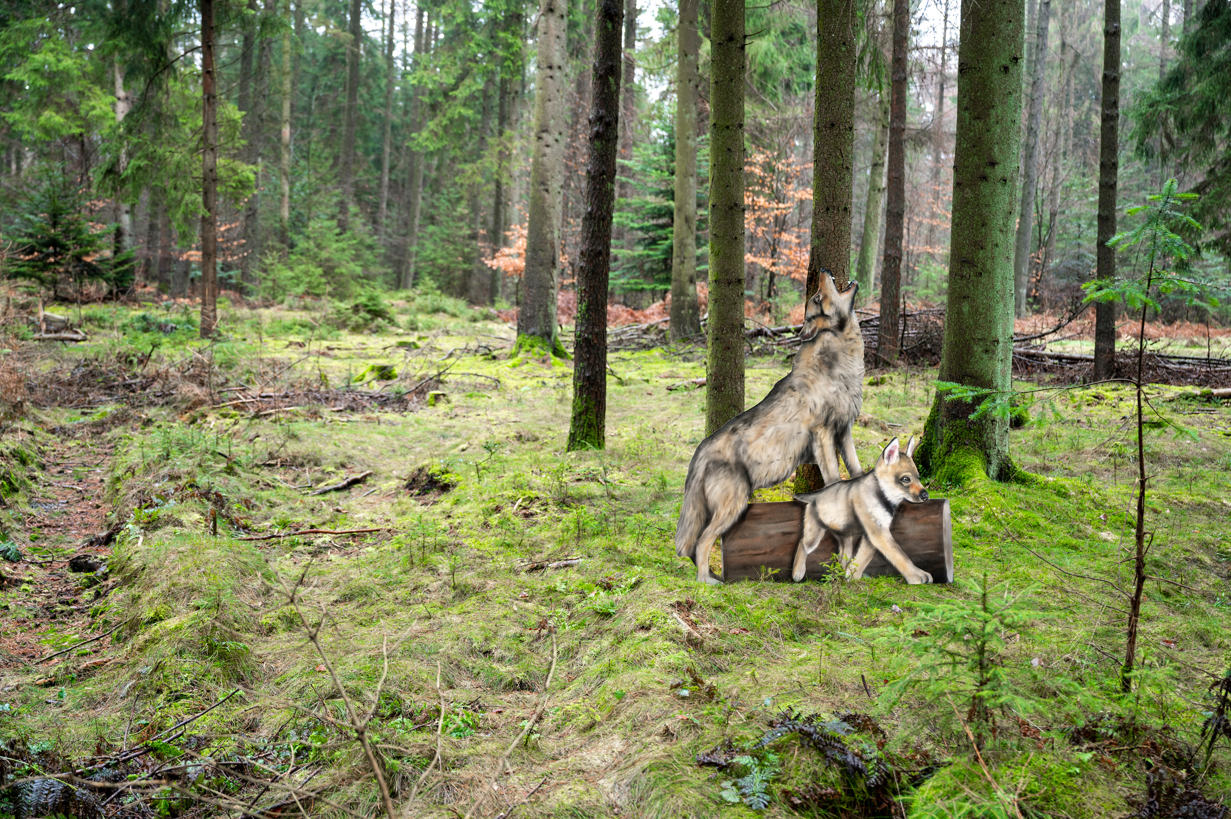 Graffiti Wolf im Wald